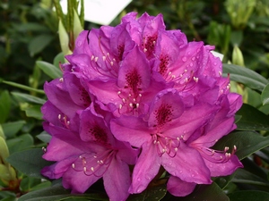 Rhododendron Anah Kruschke